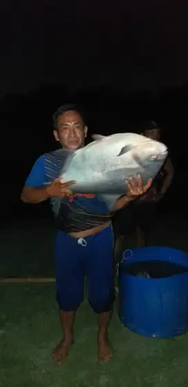 Ikan Bawal 12 kg/ ekor
