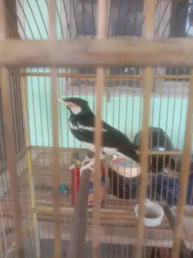 Burung jalak suren