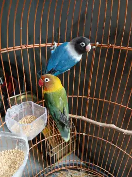 Burung Lovebird