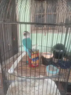 Burung Lovebird