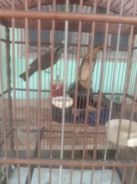 Burung trucuk rompel
