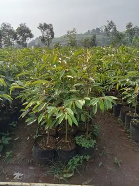 Bibit durian durihitam