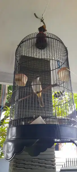 Burung trucukan