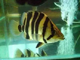 Indodatz Tiger Fish Sumatra 27-30cm