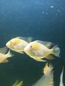Geophagus Heckelii Albino 12-13cm