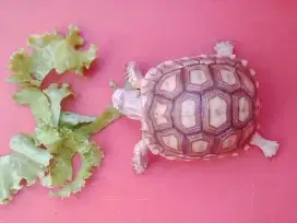 Sulcata Imut, Lincah Rakus