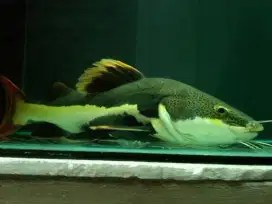 Red Tail Catfish RTC 50cm