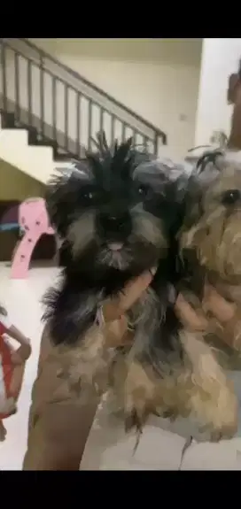 Yorkie jantan non stb