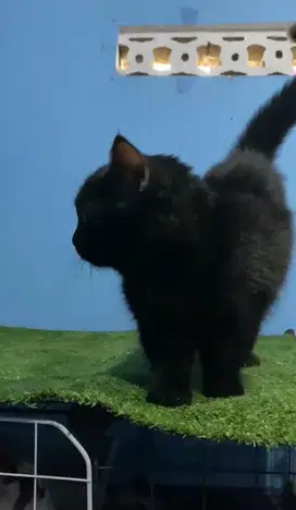 Munchkin BSH jantan