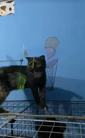 Scottish fold betina