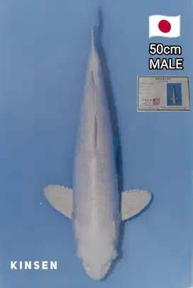 Ikan Koi Platinum Doitsu 50cm Import Bersertifikat Maruhiro Koi Farm