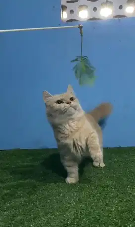 Munchkin betina