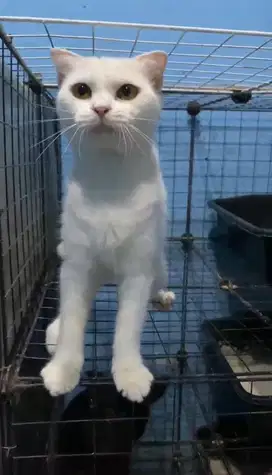 scottish fold betina