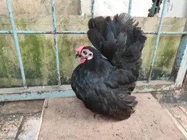 Ayam Kate Asli Original Ceper Sekali Ngesot