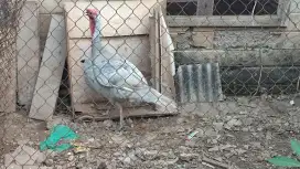 Ayam Kalkun jantan kalkun blueslate