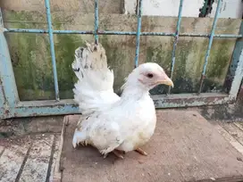 Ayam Kate Asli Original Ceper Sekali Ngesot