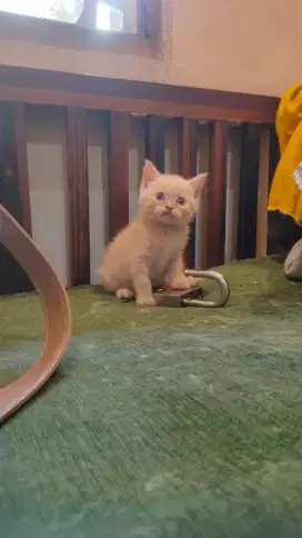 MunchkinBSH NS (tidak cebol)