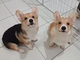 Jual Cepat Corgi Betina Shorthair