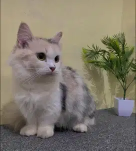 Munchkin betina
