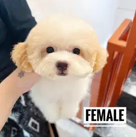 Dijual poodle party