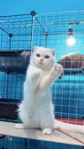 scottish fold jantan