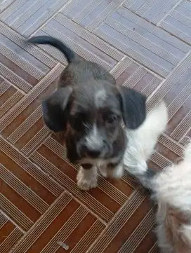 Anjing Poodle Chihuahua