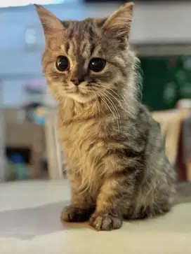 Kitten bsh mix munchkin