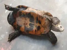 Kura Elongata Dewasa 28cm