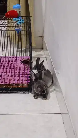 Jenis Hewan Kelinci Rex (Karpet)