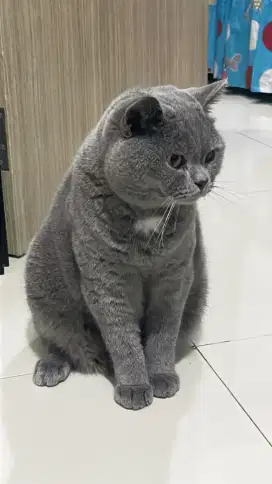 Lepas adop kucing BSH jantan