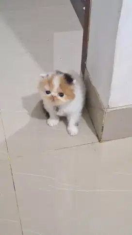 Peaknose betina calico lineped