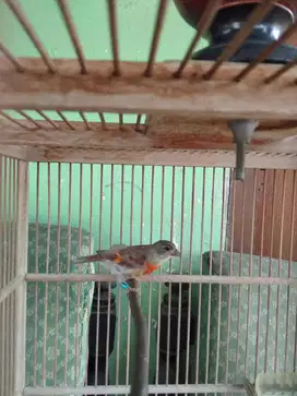 Red siskin betina siap ternak