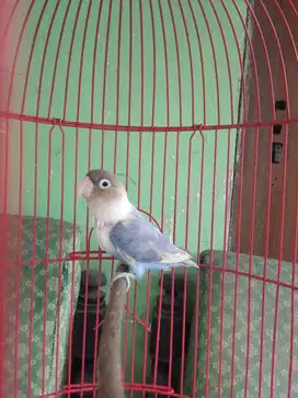 Lovebird betina dewasa siap ternak