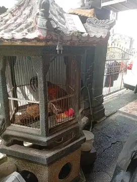 AYAM GRATIS KANDANG