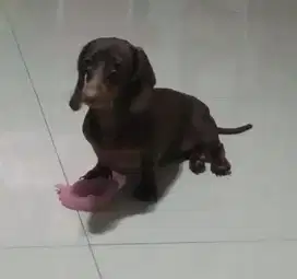 Di jual anjing betina mini tekel usia -+12bulan