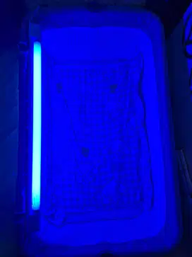 Philips Lampu Blue Light Fototerapi Bilirubin Bayi Kuning Jaundice