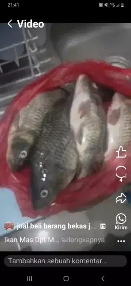Ikan mas dpt mancing 5 ekor di pemancingan seger Fress