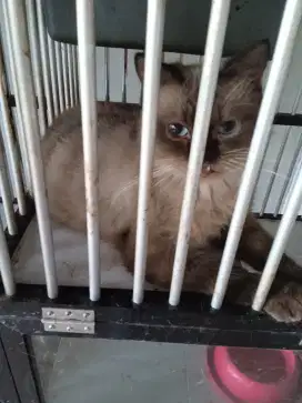 Lepas adopsi campuran himalaya