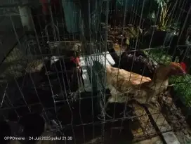 Dijual Ayam Bangkok Dan Ayam Pelung Umur 1 tahun