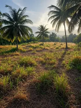 Enchanting 500 sqm Land in Kalasey Satu