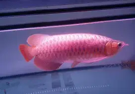 Arwana sr sumo uk 47 cm