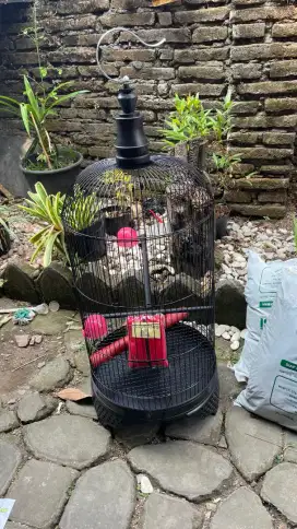 Kandang Kapsul Lovebird