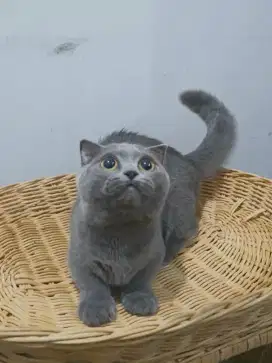 Gaelic fold betina blue munchkin british shorthair
