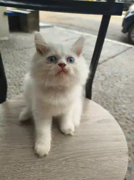 Jual Kitten Persia Norwegian Jantan 2.5 bulan