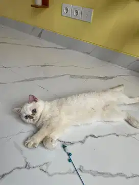 Kucing BSH golden poin kitten (nonped)