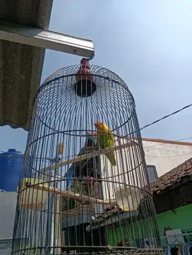 Lovebird love bird Lb jantan + kandang