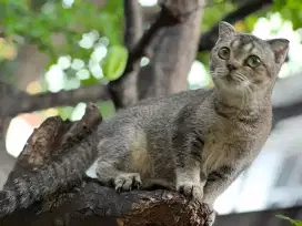 kucing scottish fold betina golden silver