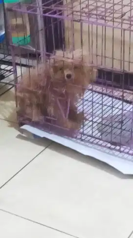 Fs poodle 8 bln keci n kaki pendek