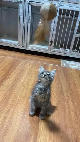 Kitten persia mix mc