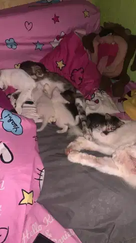 Open adopt anak kucing